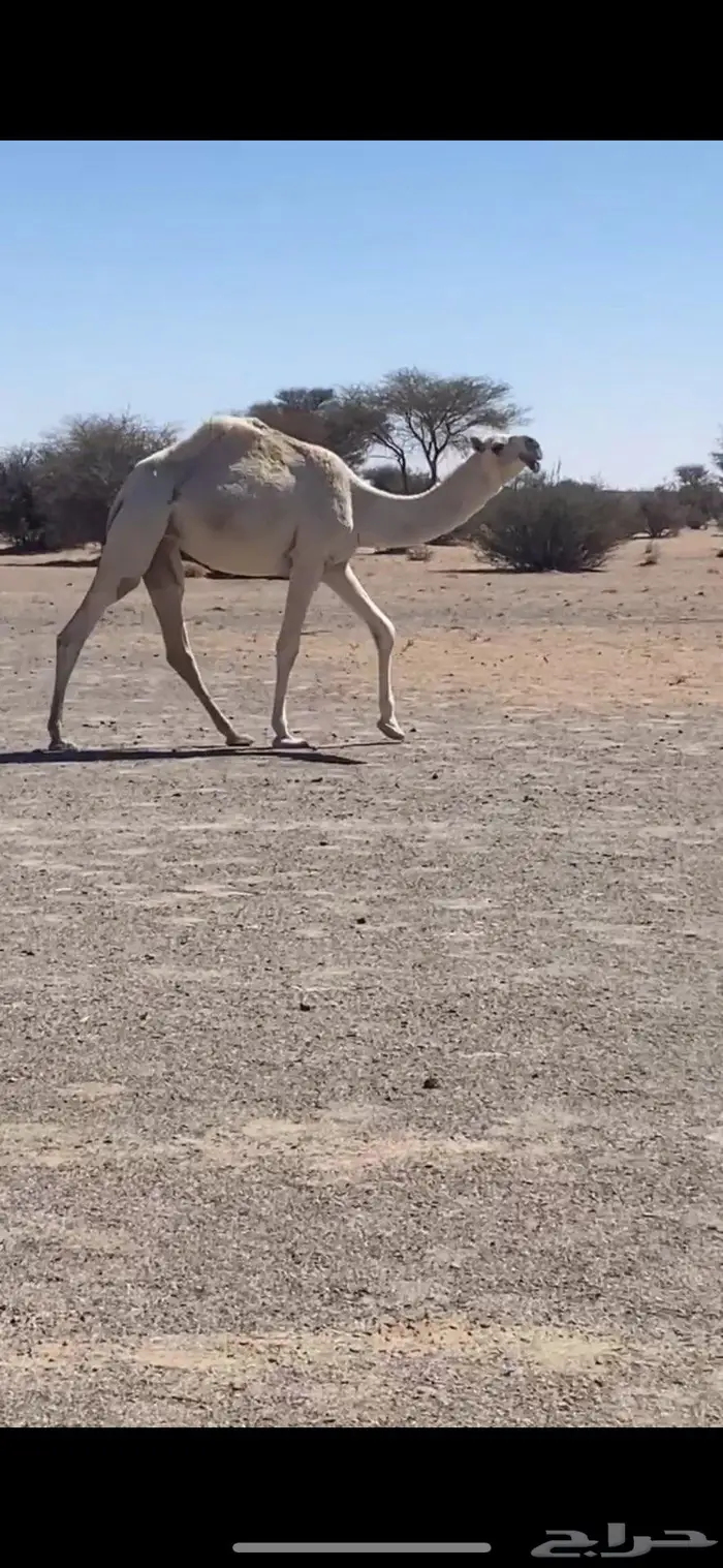 حقه باتليه 0