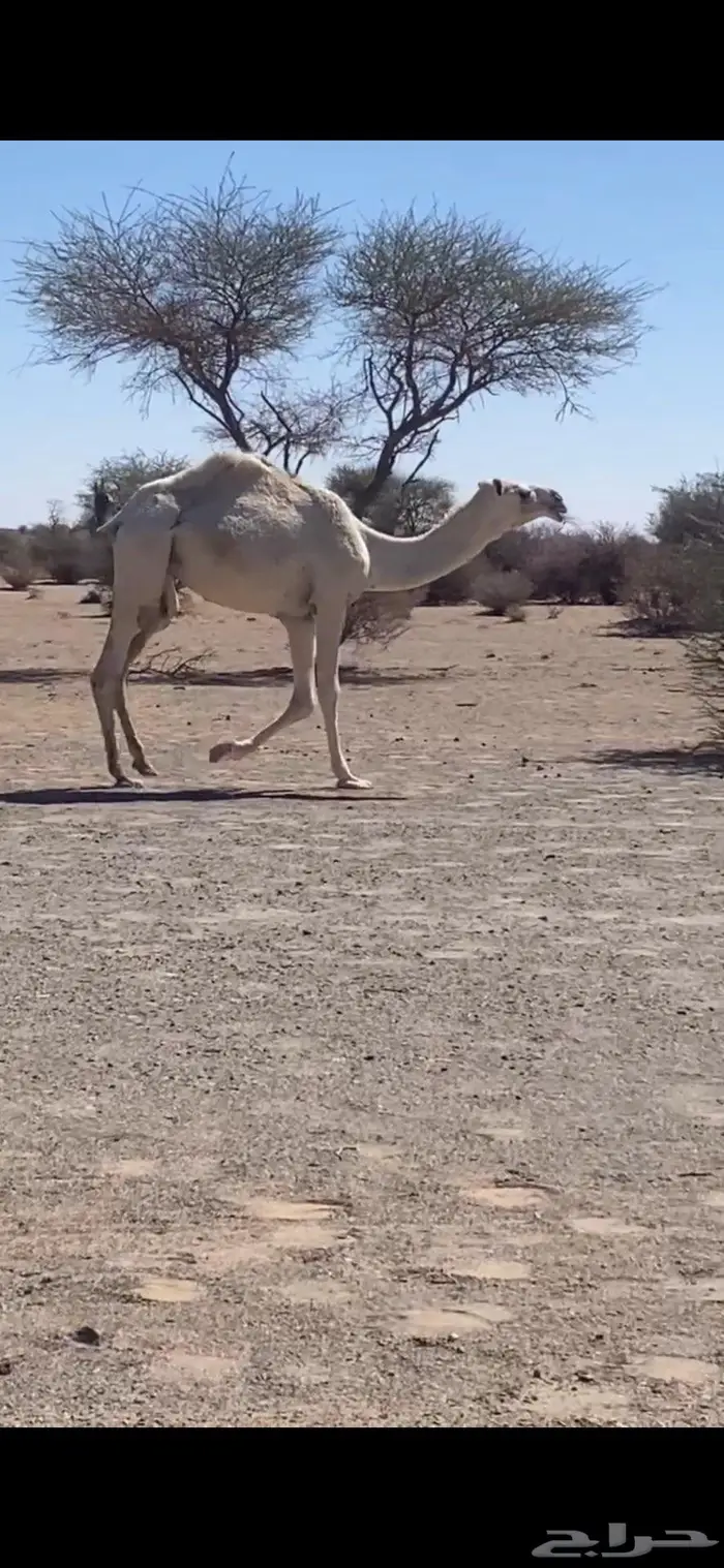 حقه باتليه 3