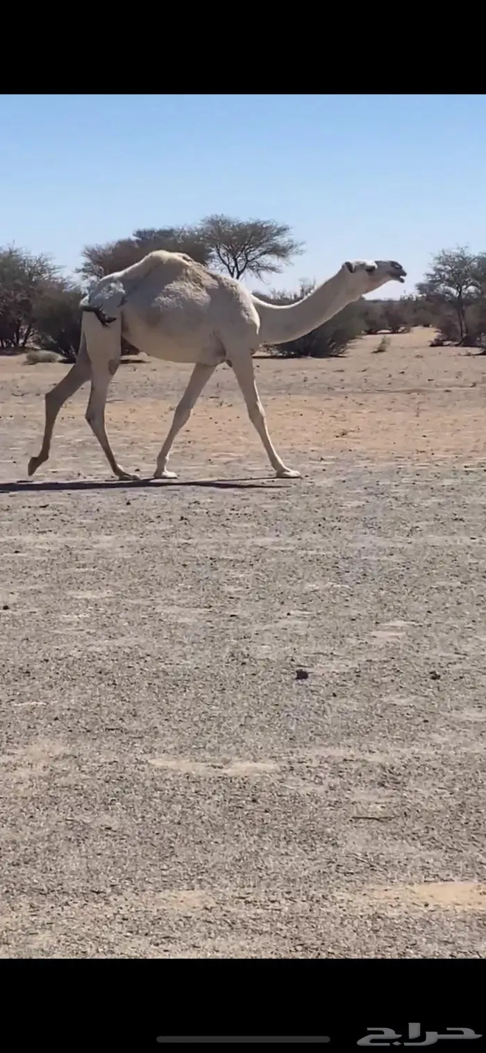 حقه باتليه 2