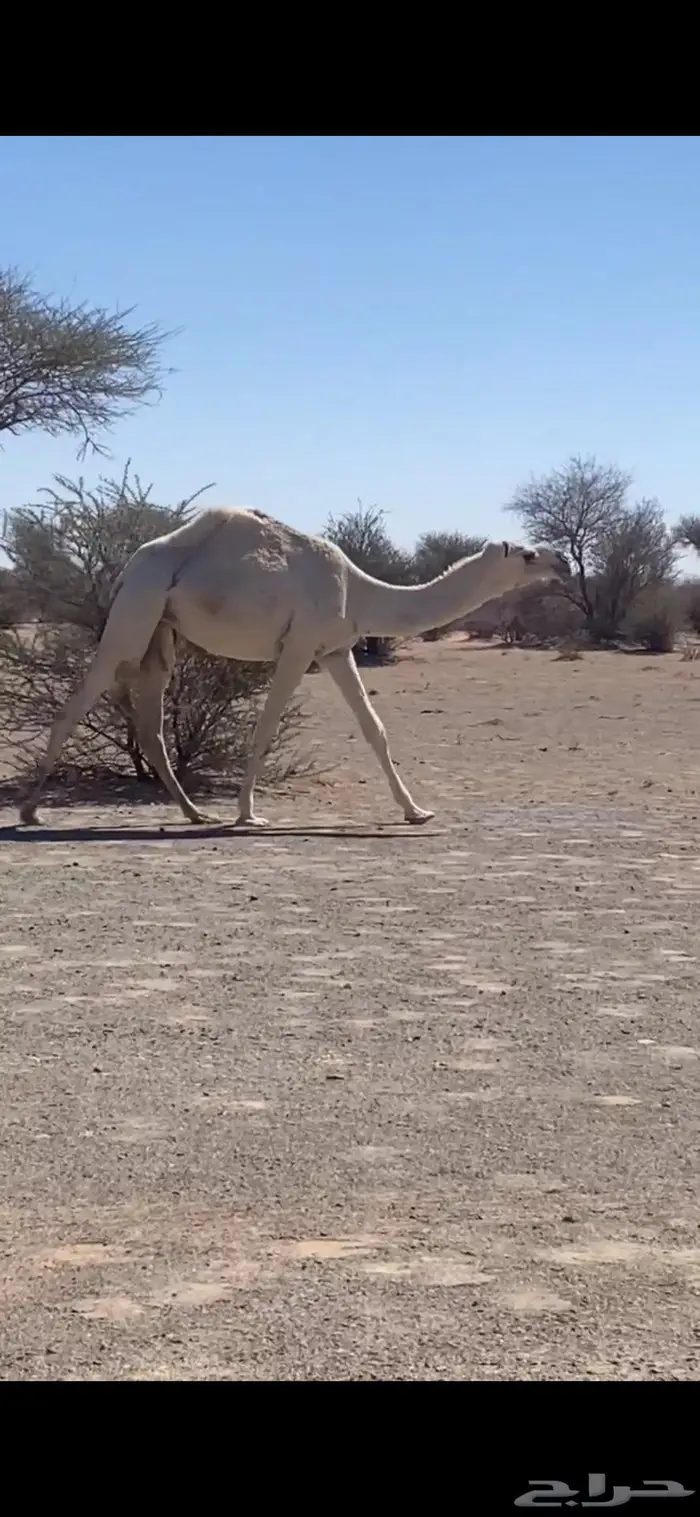 حقه باتليه 1