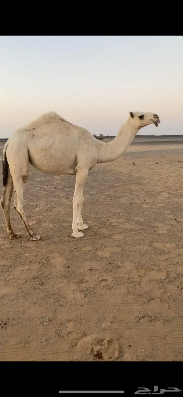 حقه باتليه 4