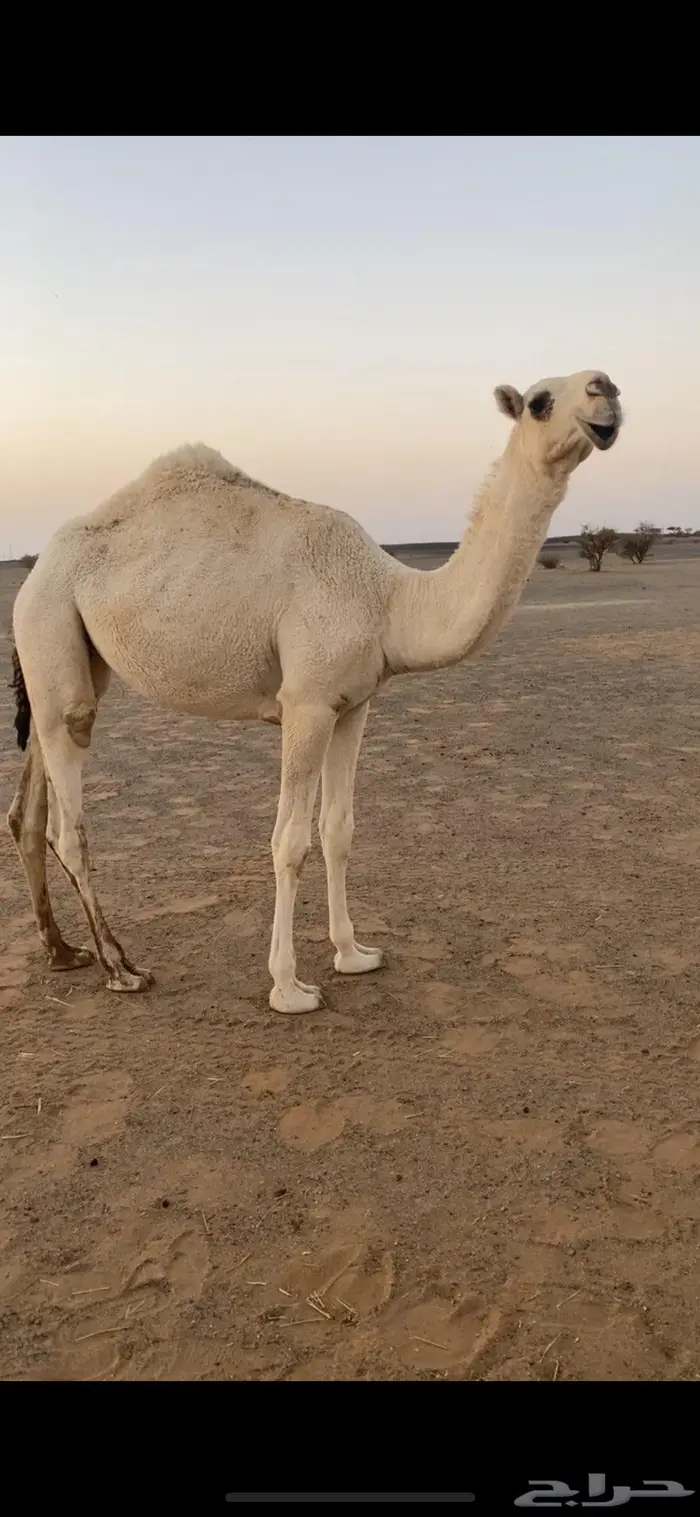 حقه باتليه 5