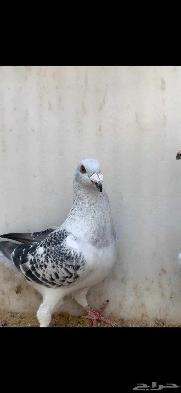 جوز زاجل شذري مستوى قوي 1