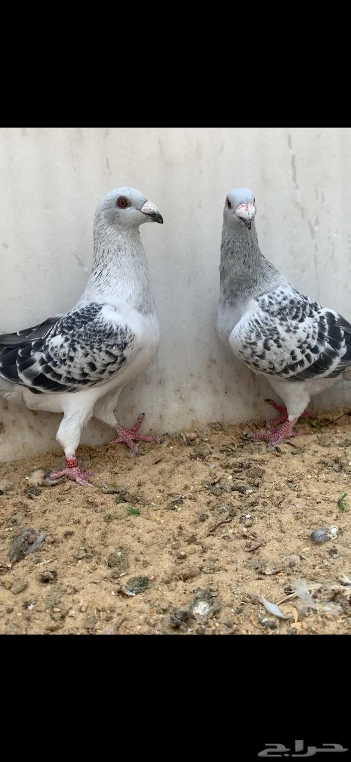 جوز زاجل شذري مستوى قوي 2