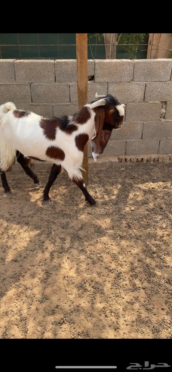 للبيع تيس مشروك 2