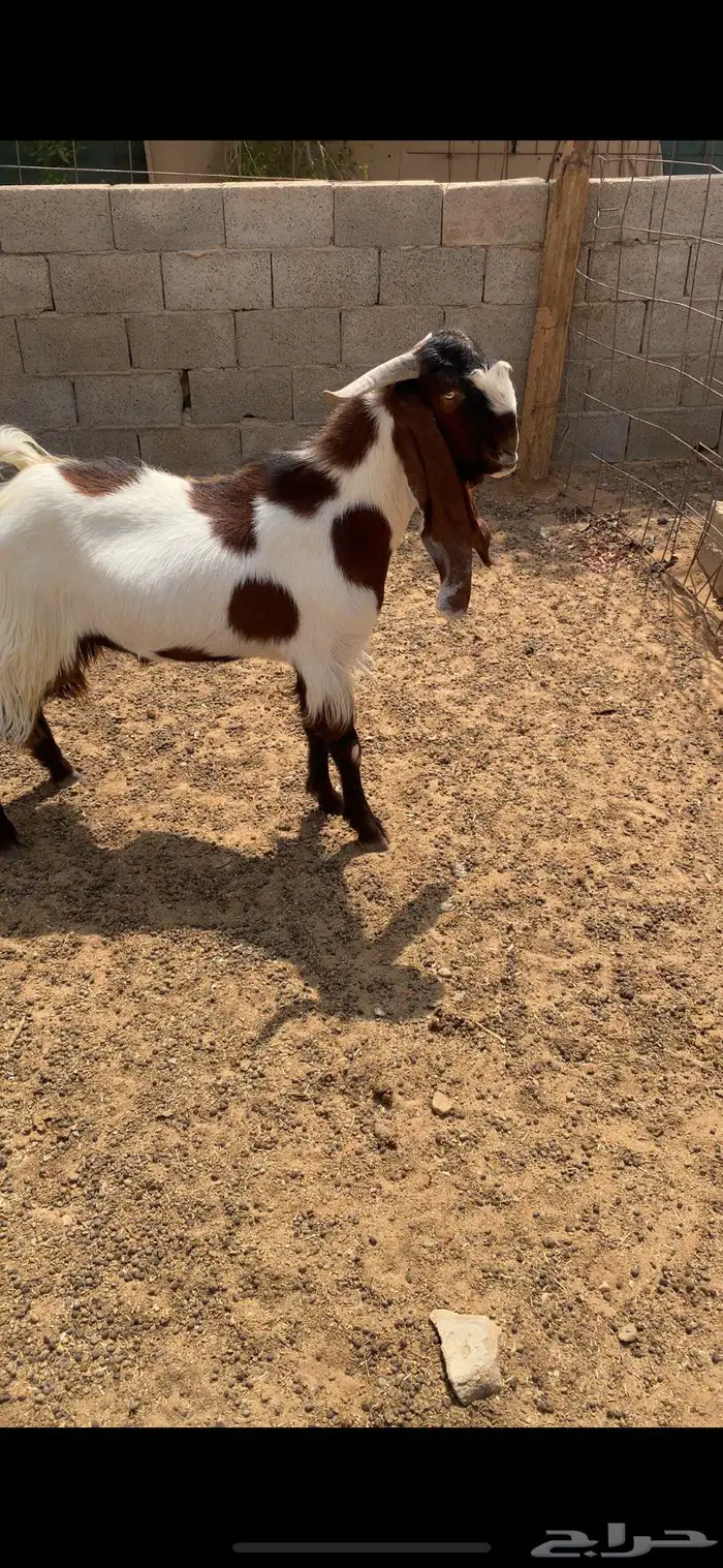 للبيع تيس مشروك 3