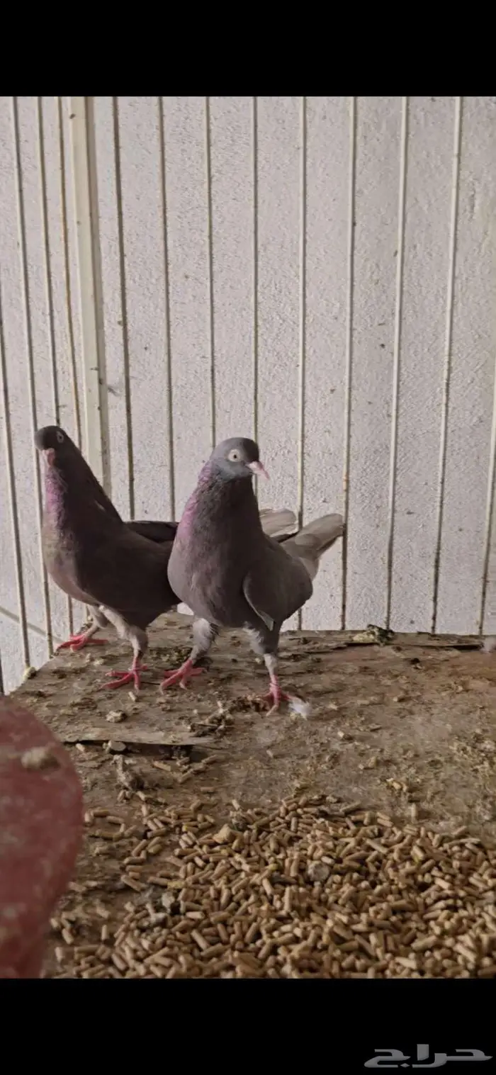 جوز قطايف حمر صوافي معاريف الي يبي تعريف ياجي خاص 0