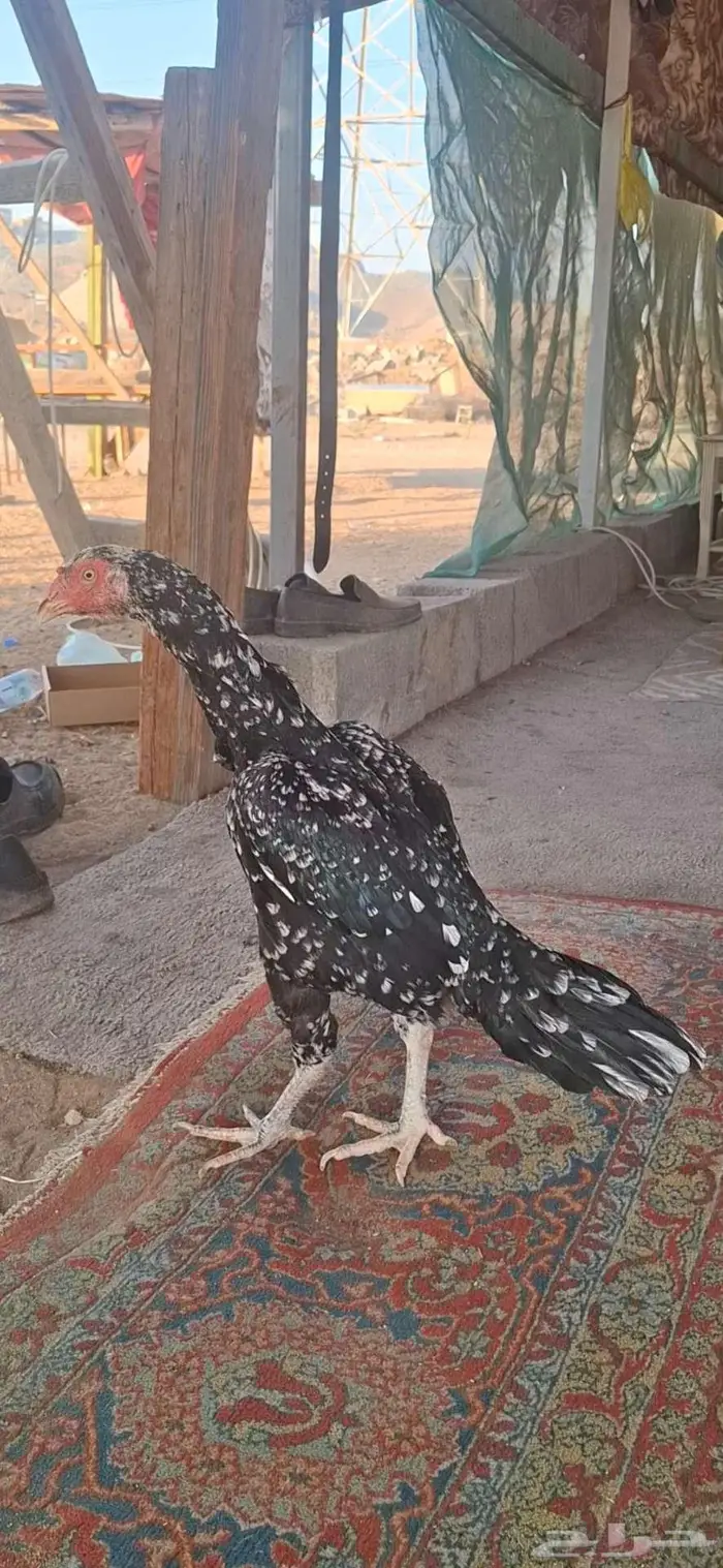 دجاجه سنديه منتجه للبيع 0