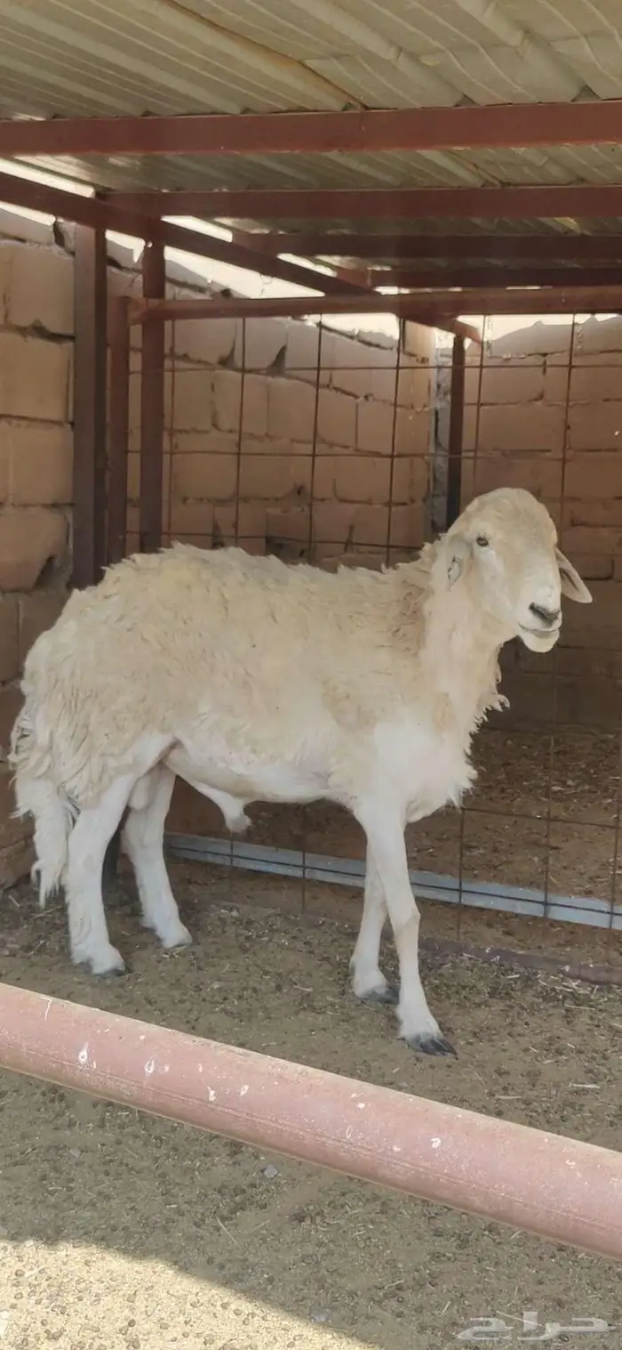 فحل حري صنف الصنف 0