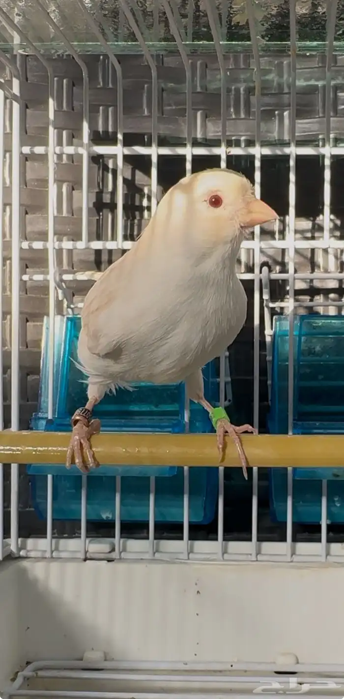 كناري ذكر ستانيت 0