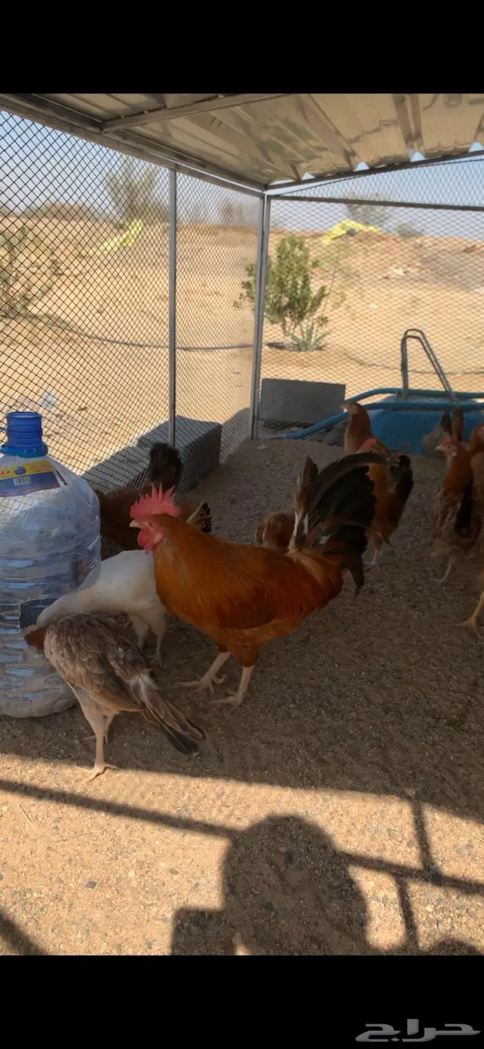 دجاج عربي كفو للبيع 0