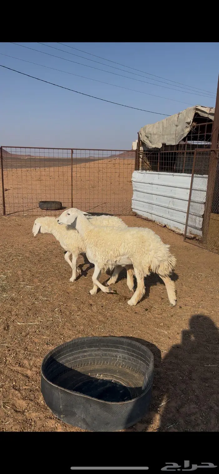 حريات للبيع 1