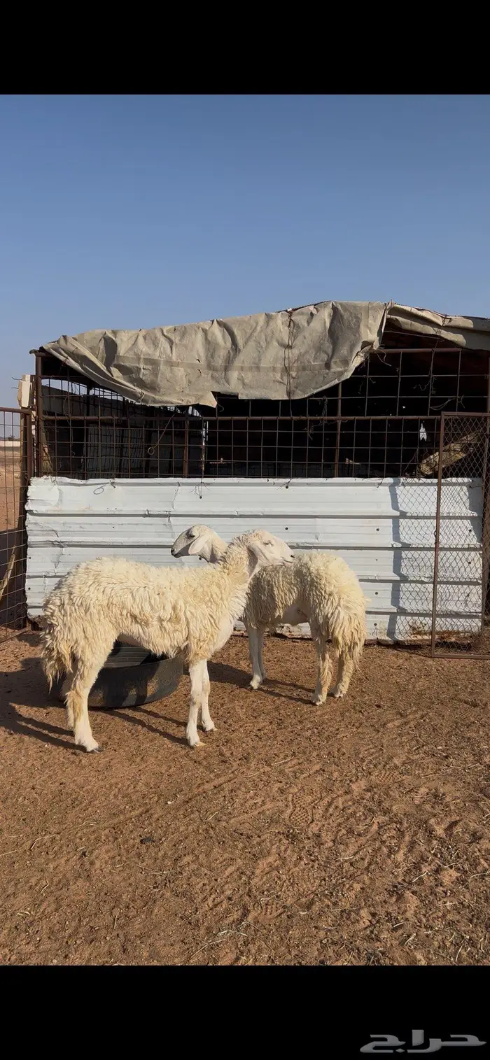 حريات للبيع 0