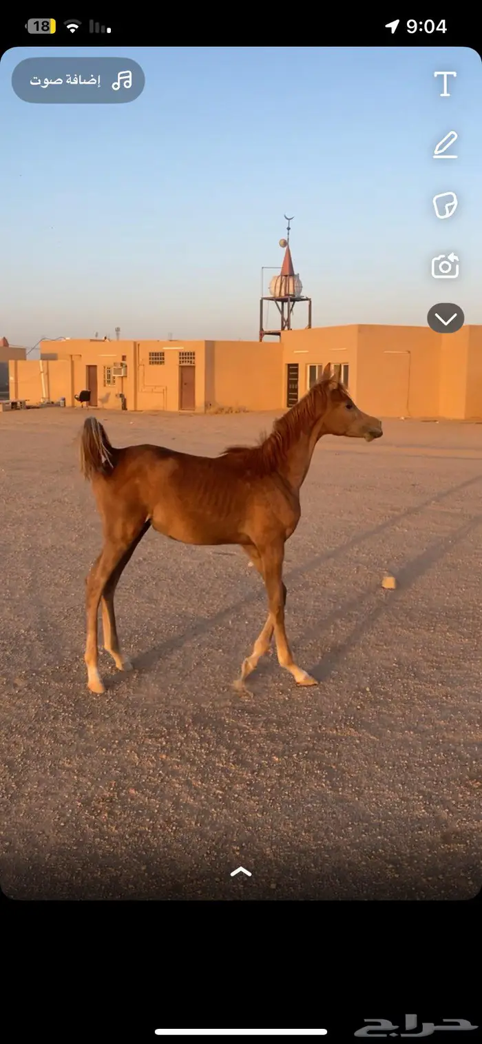 مهره شعبيه شيخه 0