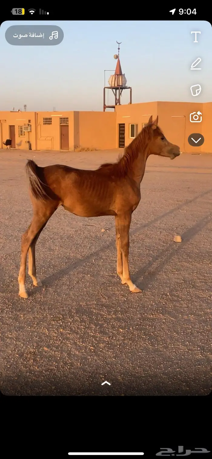 مهره شعبيه شيخه 1