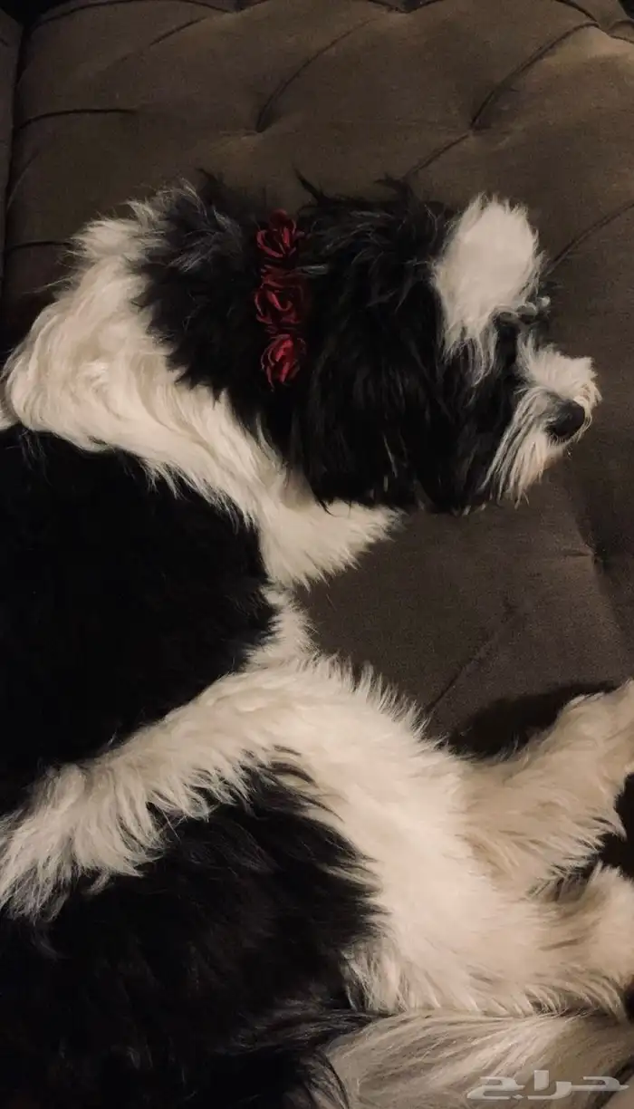 كلب للتبني انثى 0