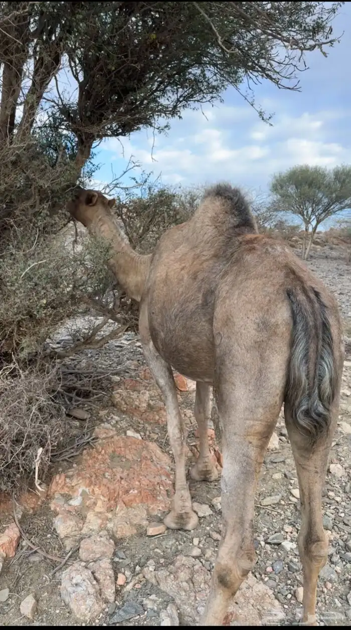 ناقه دهما للبيع مدني ( عادي ) 1