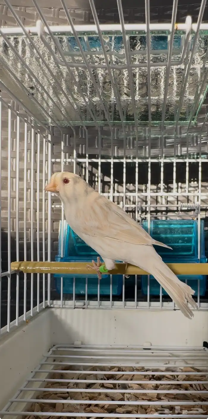 كناري ذكر ستانيت 2