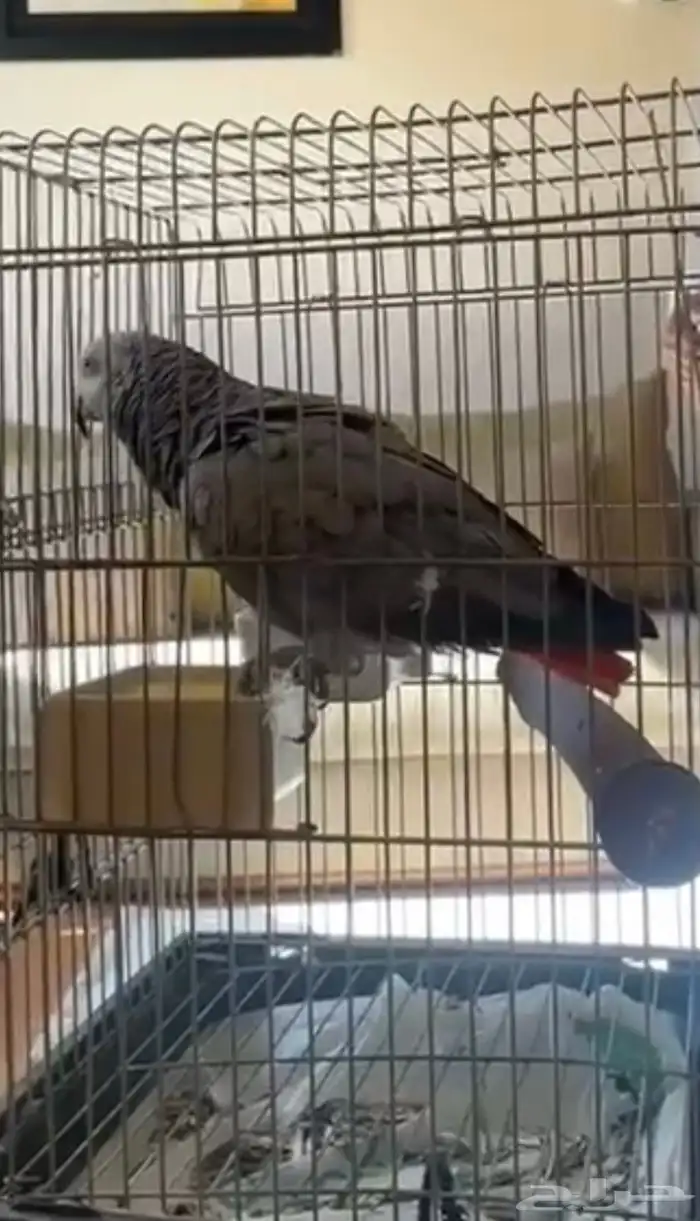 ببغاء كاسكو افريقي 0