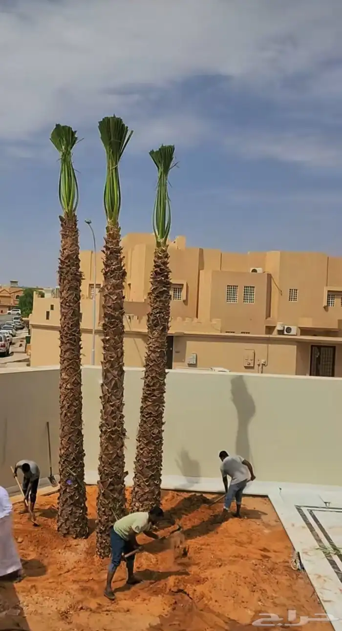 نقوم بتوريدجميع انواع انخيل العربي ولواشنطني ازينه 1