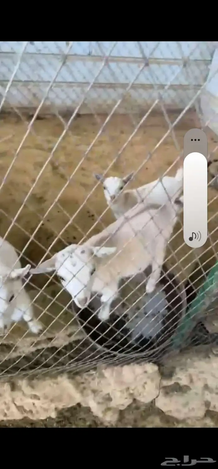 3 جفرات ماعز قزم اناثي حلوات 1