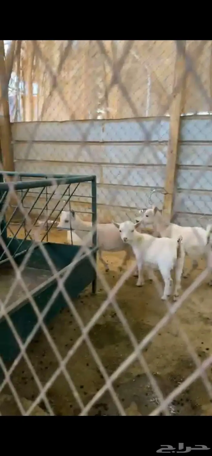 3 جفرات ماعز قزم اناثي حلوات 0