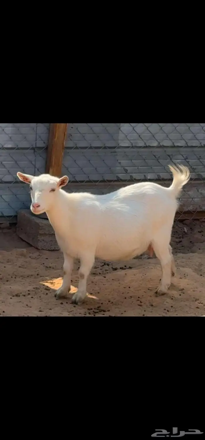3 جفرات ماعز قزم اناثي حلوات 2