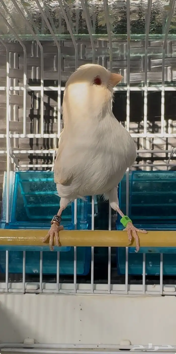 كناري ذكر ستانيت 1