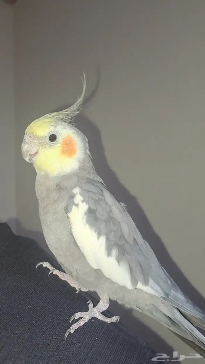 زوج كروان اليف متكلم 1