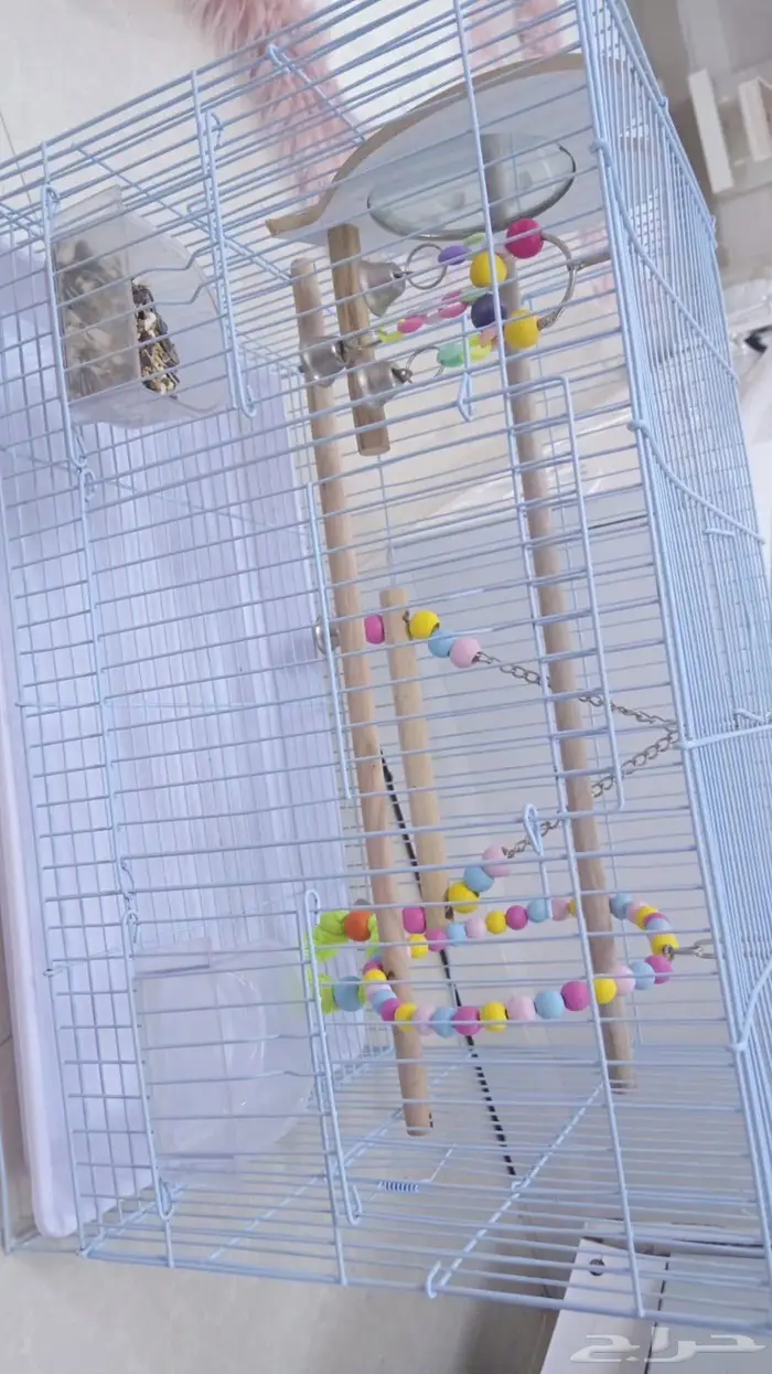 طير كروان للبيع 0