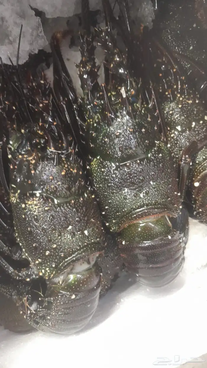 اسماك صيد اليوم 9