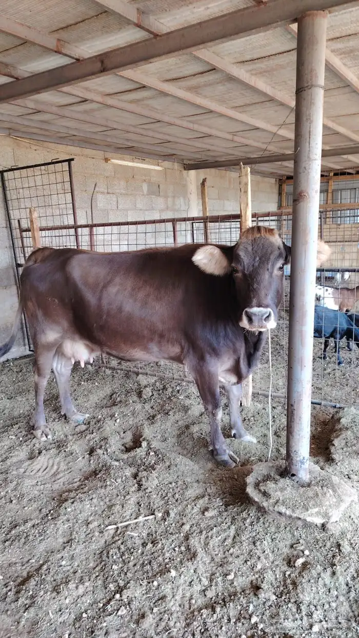 للبيع بقره المانيه 3