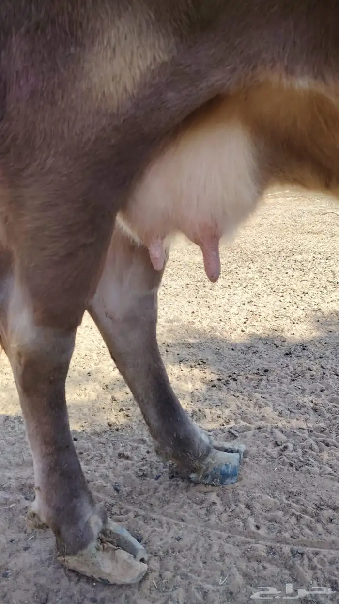 للبيع بقره المانيه 6