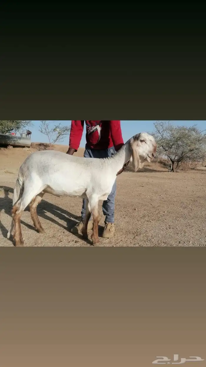 فحل درماني صنف الصنف وخصم نادر 6