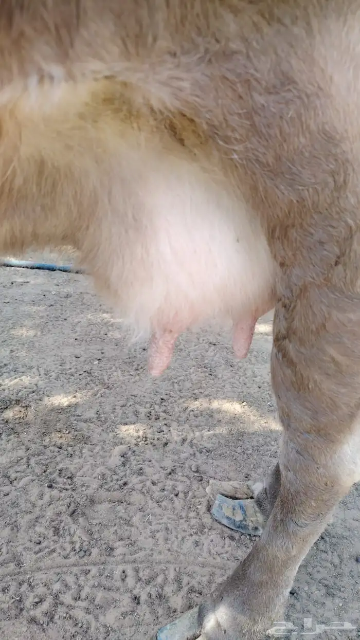 للبيع بقره المانيه 7