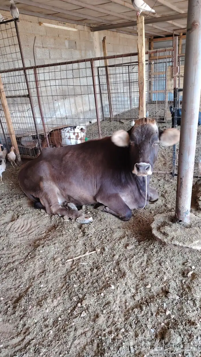 للبيع بقره المانيه 0