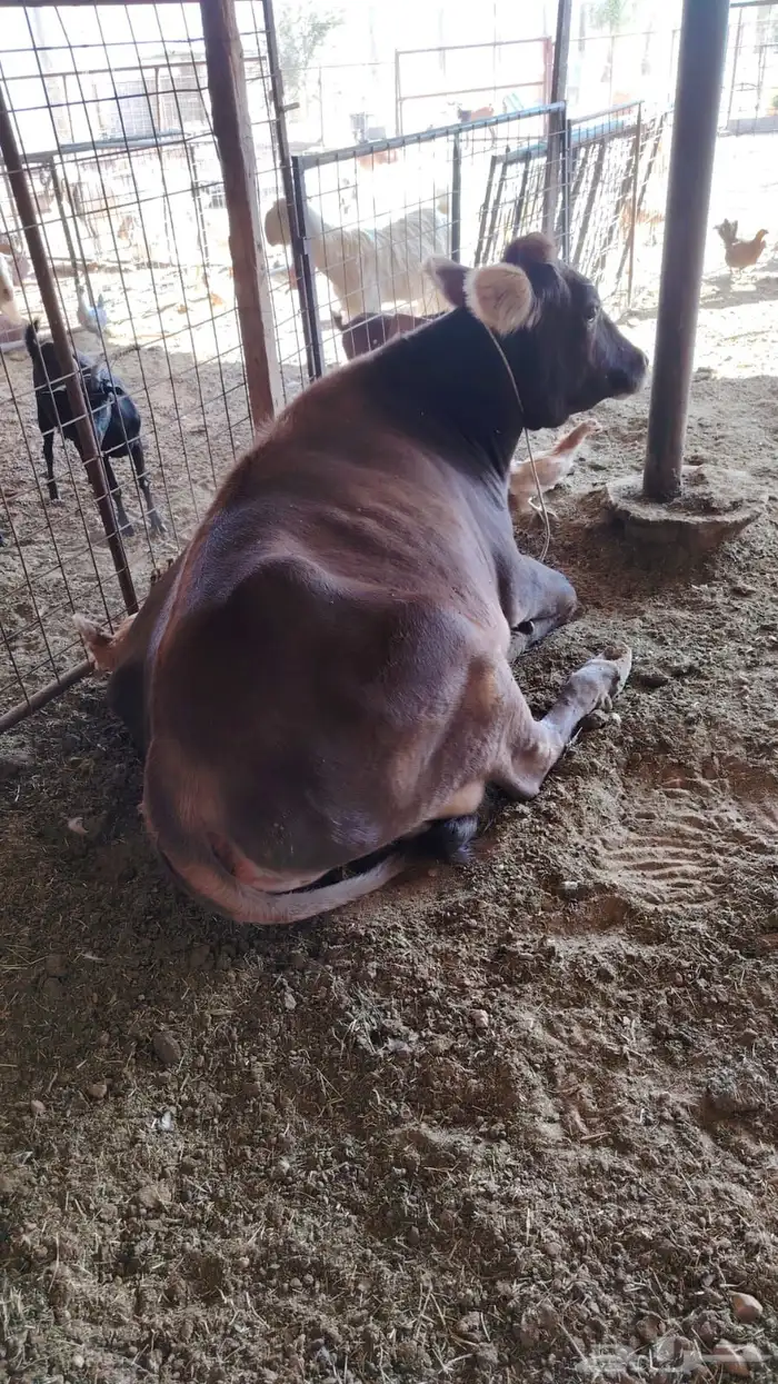 للبيع بقره المانيه 2