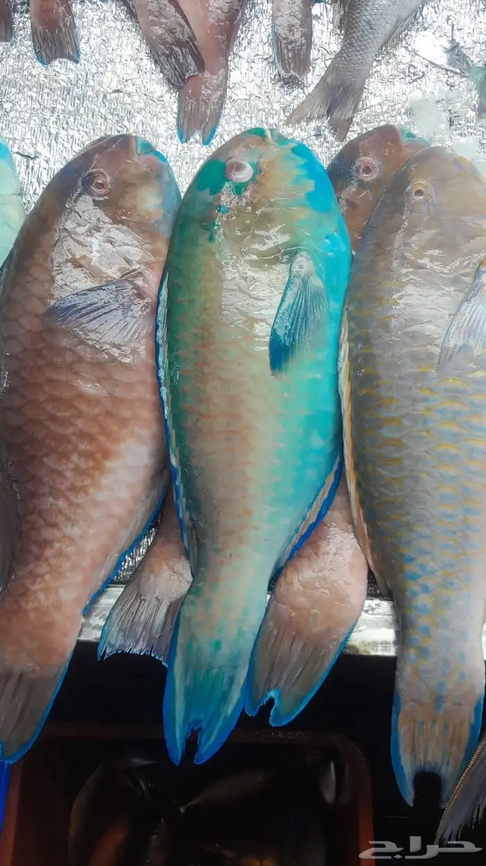 اسماك صيد اليوم 11