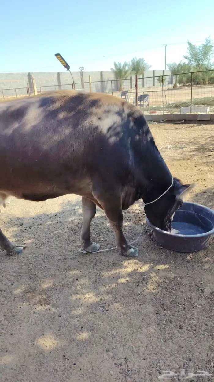 للبيع بقره المانيه 5