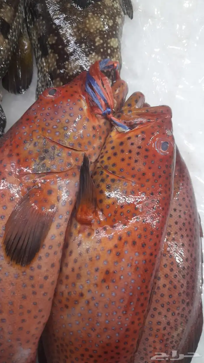 اسماك صيد اليوم 10