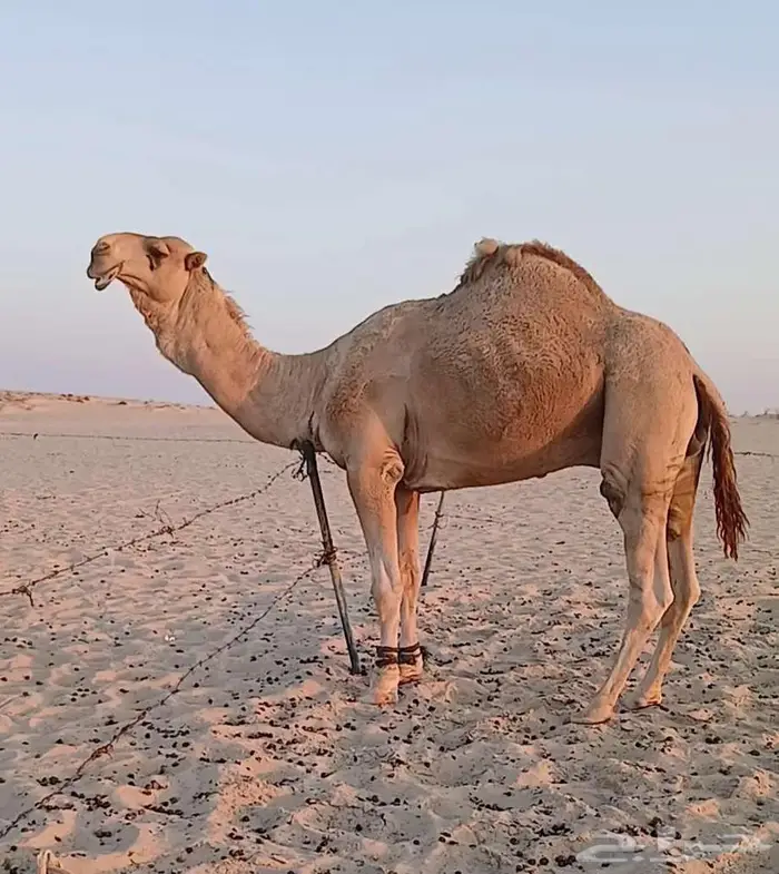 خلفه شقحا منتج للبيع 5