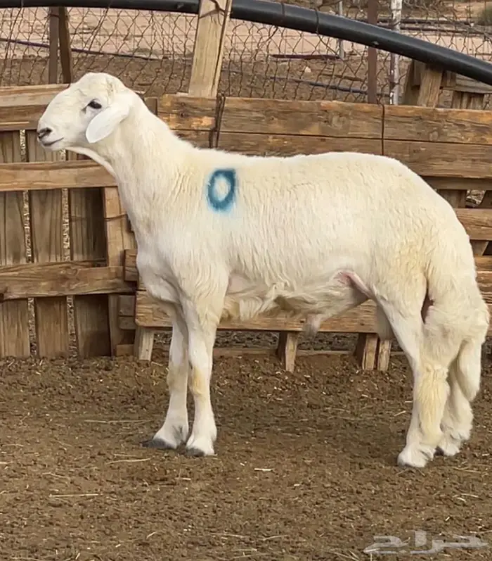 للبيع فحل حري جذع مشروط فاخر 0