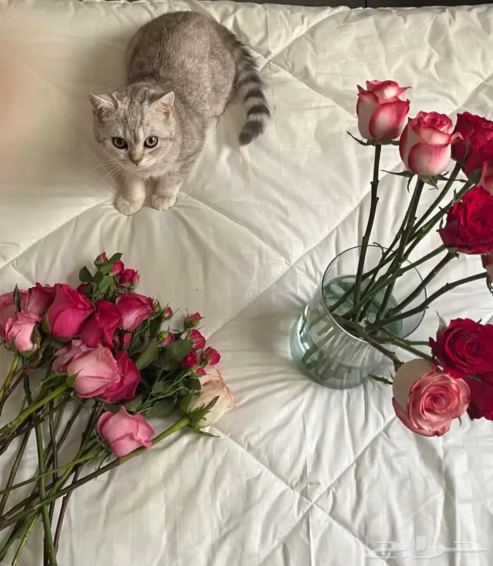 قط سكوتش ستريت 0