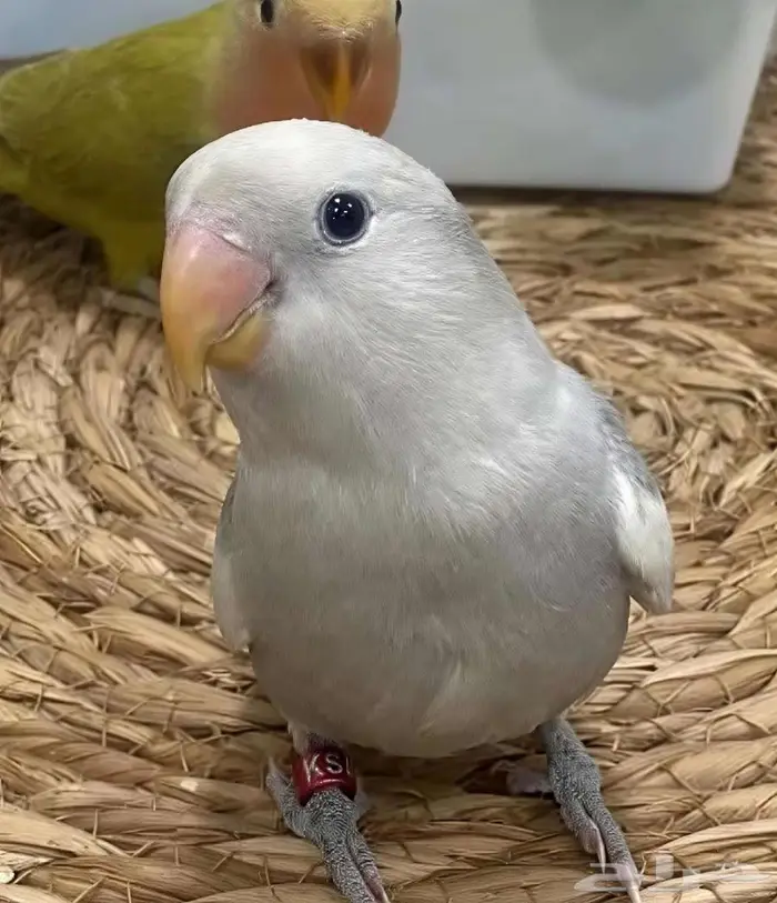 عصفور روز اليف على السوم نادر طفرة 4