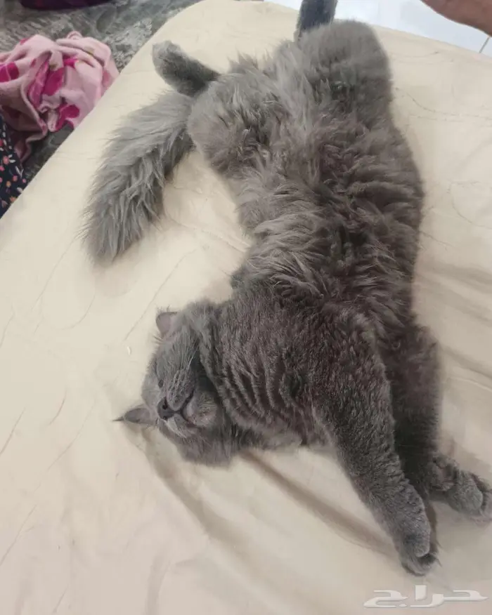 قط نيبيلونيج ذكر للتزاوج 1