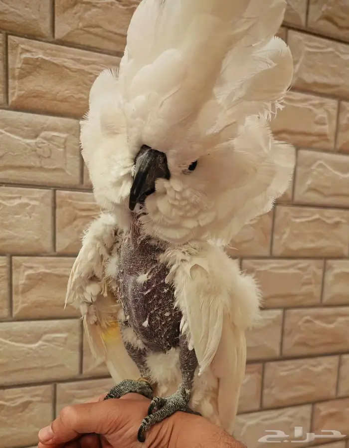 البيت كوكاتو امبريلا 4