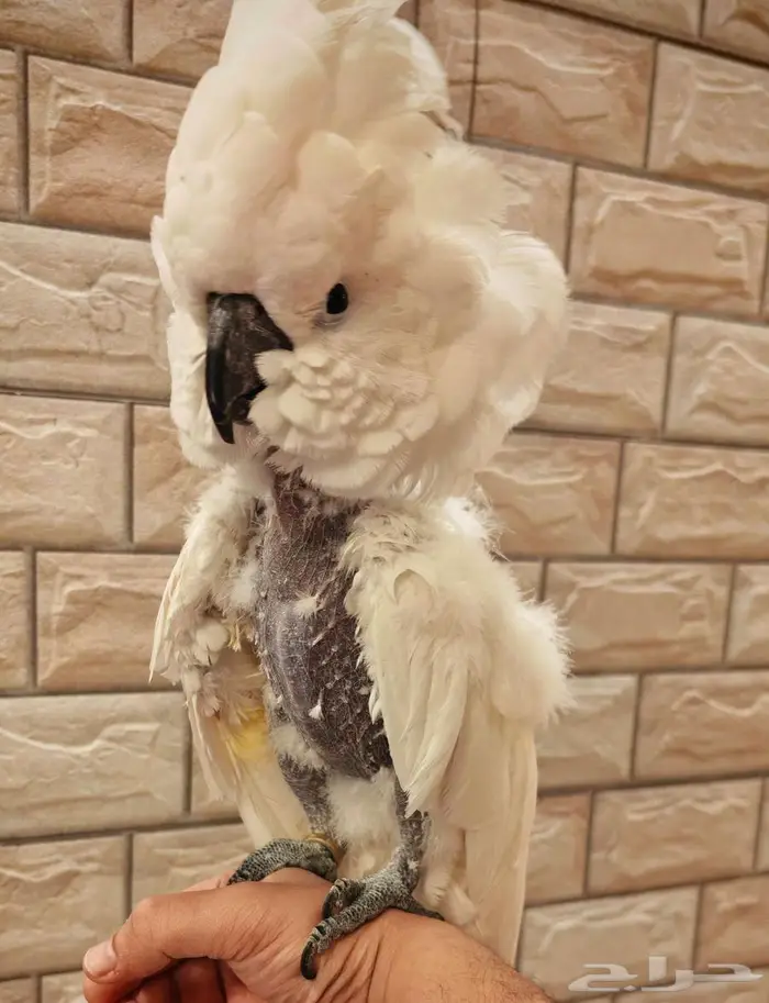 البيت كوكاتو امبريلا 0