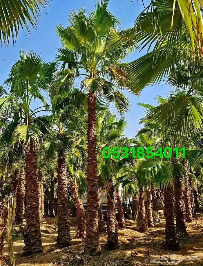 نخل واشنطني 053.185.4011 2