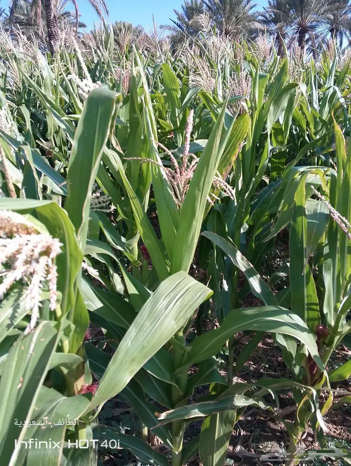 اعلاف للبيع في المزرعه 0