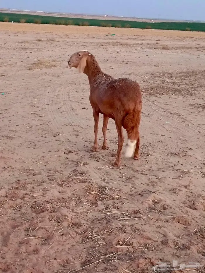 ساكنيه طيبه 1